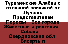 Туркменские Алабаи с отличной психикой от Лучших Представителей Породы - Все города Животные и растения » Собаки   . Свердловская обл.,Бисерть п.